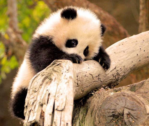 Peek-a-Zoo  Panda Educational Raglan in White/Black